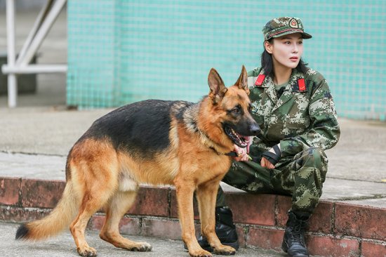 《奇兵神犬》护主训练“惊吓”来袭 张馨予气急落泪冤枉“艾勒薇斯”
